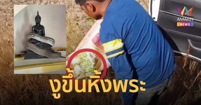 ตะลึง ! งูขึ้นหิ้งพระ พัน “หลวงพ่อดำ” แน่น คอหวยแห่ส่องเลขที่บ้าน