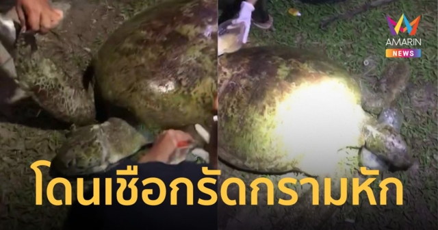 สลด! เต่าตนุ เกยตื้นหาดเกาะพะงัน พบเชือกรัดจนกรามหัก จนท.สุดยื้อชีวิต