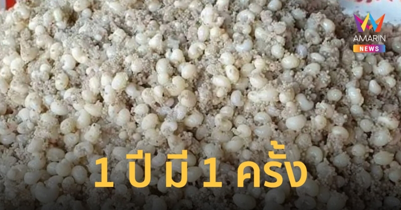 1 ปี มี 1 ครั้ง ชาวบ้านพะเยา ออกหาขุด “เต้งไข่ แมงมัน” ขาย