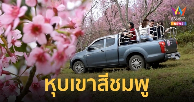นักท่องเที่ยวแห่ชมดอกนางพญาเสือโคร่ง บานสะพรั่งสีชมพูหวานฉ่ำที่ภูลมโล