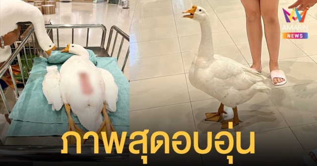 ภาพสุดอบอุ่น พ่อ ห่าน ให้กำลังใจ ลูกห่าน ผ่าตัดเอาลวดออกช่องท้อง ล่าสุดปลอดภัยแล้ว