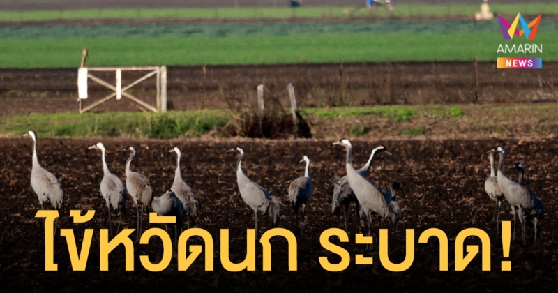 ไข้หวัดนก ระบาดอิสราเอล นกกระเรียนตายกว่า 5,000 ตัว