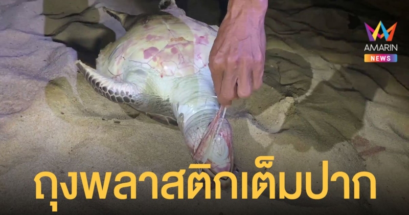 สลด พบซาก เต่าตนุ เกยหาดสมุย มีถุงพลาสติกเต็มปาก