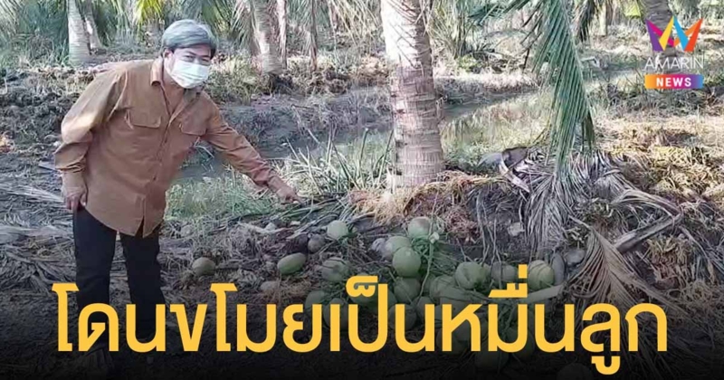 เจ้าของสวนนครชัยศรี โร่แจ้งตำรวจ มะพร้าวน้ำหอม ถูกขโมยนับหมื่นลูก