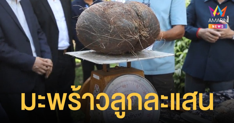 ตาลุกวาว! มะพร้าวทะเล สวนนงนุช ลูกละแสนบาท ทูตกัมพูชาจ่อเอาไปขยายพันธุ์