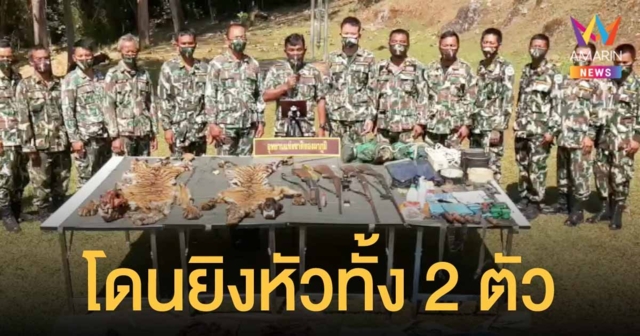 ผลตรวจพบ เสือโคร่ง ทองผาภูมิ ถูกยิงที่หัว ตัวแรก 12 รู ตัวที่สอง 4 รู