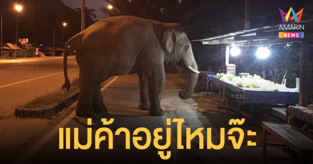 แม่ค้าอยู่ไหมจ๊ะ? แห่แชร์ภาพน่าเอ็นดู พลายสาริกา หยุดยืนหน้าร้านค้าริมทาง จ้องของกินตาไม่กะพริบ