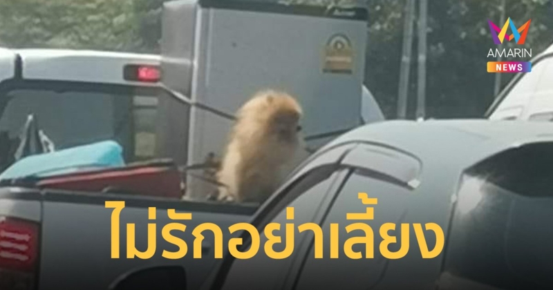 ชาวเน็ตจวกยับเจ้าของปล่อย น้องหมา ตากแดดหลังรถ ถามแบบนี้ผิดไหม