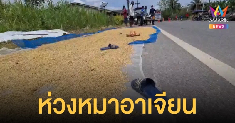 สลด! สาวพัทลุงตาก ข้าวเปลือก บนไหล่ทาง คนขับเก๋งห่วงหมาพุ่งชนเสียชีวิต