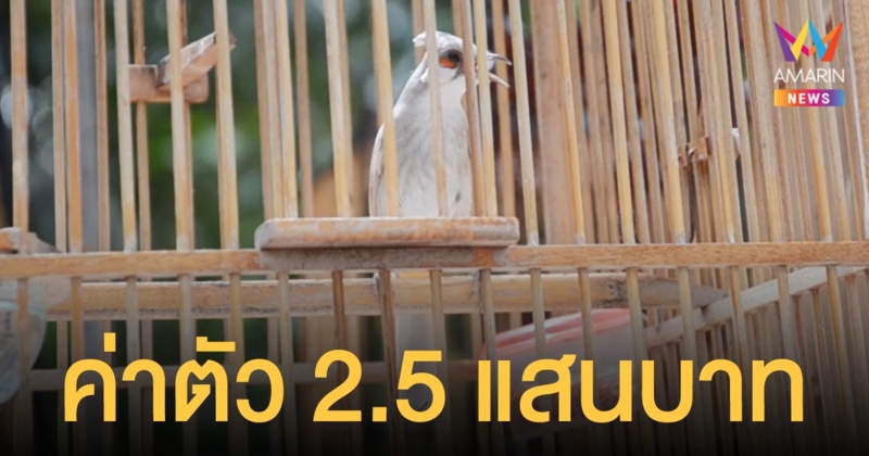 นกกรงหัวจุกแฟนซี กำลังฮิต เผยโฉม เจ้าฟ้าลั่น ค่าตัวแพง 2.5 แสนบาท