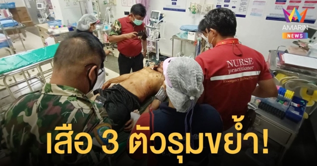 ชาวบ้านถูกเสือโคร่ง 3 ตัวรุมขย้ำ รีบหนีปีนขึ้นต้นไม้ รอดตายปาฏิหาริย์
