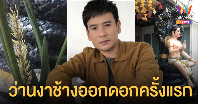 ไผ่ พงศธร รู้สึกอุ่นใจ ว่านงาช้างออกดอกครั้งแรก เชื่อว่ากิจการจะสำเร็จในเร็ววัน