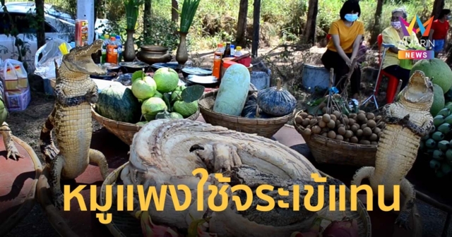 ยุคหมูแพง ยกจระเข้ต้มทั้งตัวไหว้บรรพบุรุษ วันตรุษจีน