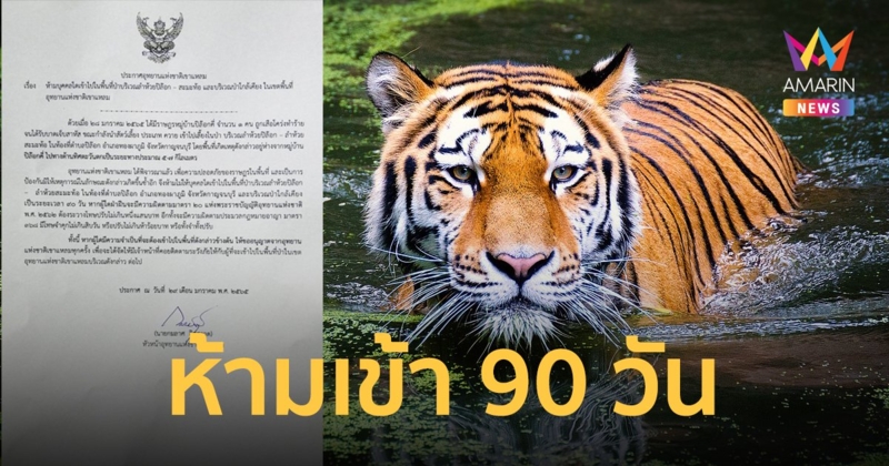 ผลักดัน เสือโคร่ง เข้าป่าลึก สั่งปิดป่า อุทยานฯ เขาแหลม – ทองผาภูมิห้ามเข้า 90 วัน