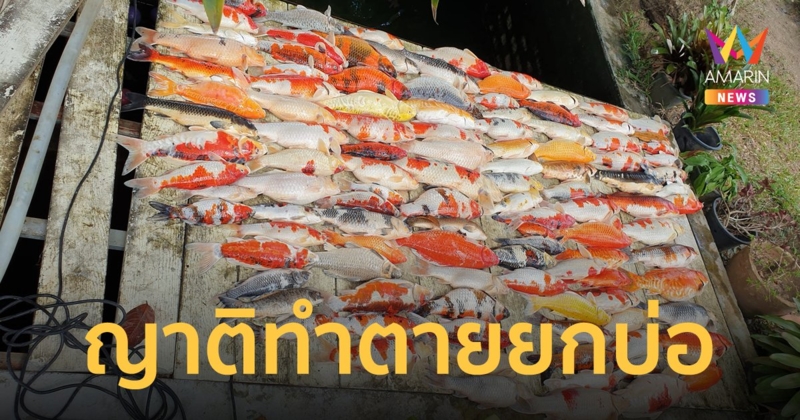 เจ้าของน้ำตาตก ปลาคาร์ปตายยกบ่อ 112 ตัว เพราะญาติลืมเปิดออกซิเจน