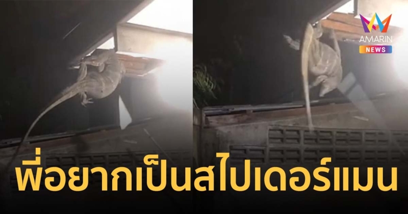 ตัวเงินตัวทอง ยาวกว่า 2 เมตร โผล่ฝ้าเพดานห้องนอน คอหวยไม่พลาดส่อง บ้านเลขที่