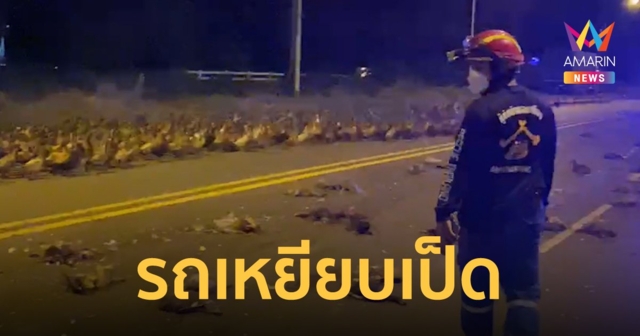 ตายเป็นเบือ! เป็ดไล่ทุ่ง วิ่งข้ามถนนกลางดึก โดนรถเหยียบตายระนาว