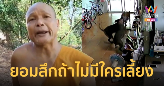 หลวงพี่ยอมนำพิตบูลทั้งหมดกลับบ้าน หลังพังประตูไล่กัดแมว ลั่นจะสึกไปเลี้ยงเองถ้าไม่มีคนดูแล