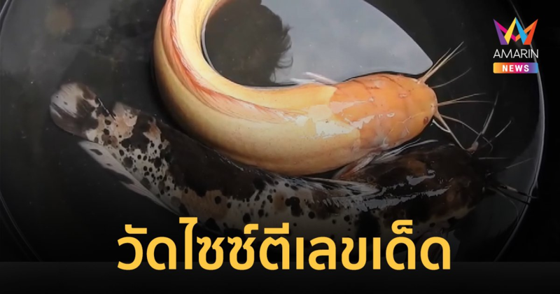 หนุ่มออกไปปักเบ็ดกลางนา เจอ ปลาดุกเผือก-ปลาดุกด่าง 3 สี ชาวบ้านแห่มุงตี เลขเด็ด