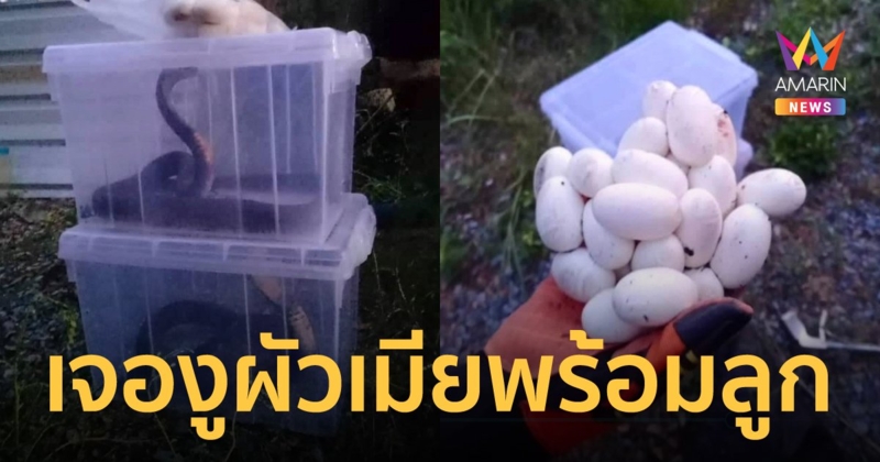 งูเห่าผัวเมียแว้งกัดสุนัขตาย เจ้าของรื้อบ้านถึงกับผงะ! เจอไข่ที่พร้อมฟักเป็นตัวอีก 22 ฟอง