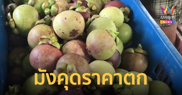 ชาวสวนวอนรัฐช่วย มังคุดราคาดิ่งจาก 200 เหลือ 50-60 บาท