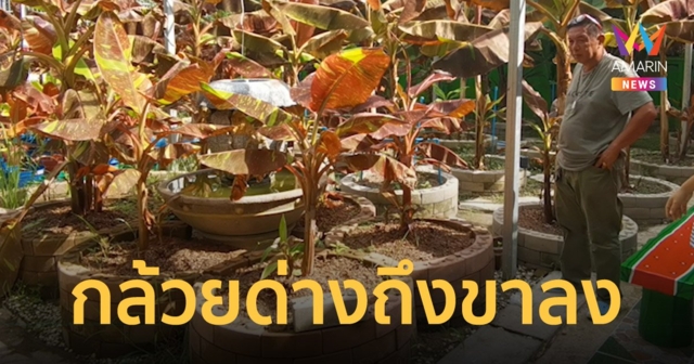 กล้วยด่างแดงอินโด ถึงช่วงขาลง จากหลักแสนเหลือต้นละพันกว่าบาท