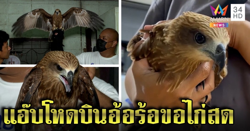 เหยี่ยวแอ๊บแบ๊วขอของกินชาวบ้าน สุดน่ารักให้ลูบหัวแลกไก่สด เจ้าของโผล่หวั่นติดคุก (คลิป)