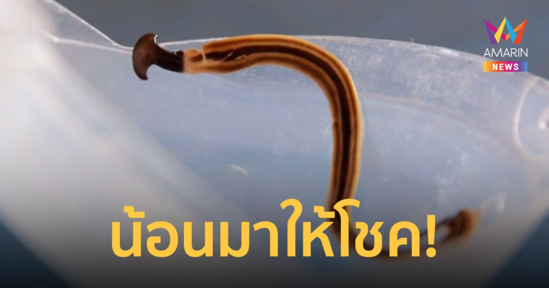 "หนอนหัวขวาน" บุก เจ้าของบ้านไม่พลาด ลองเอาเลขที่บ้านไปเสี่ยงโชค 