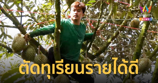 ทุเรียนภูเขาไฟ จ.ศรีสะเกษ คนงานยิ้มได้ค่าจ้างตัดวันละกว่า 20,000 บาท