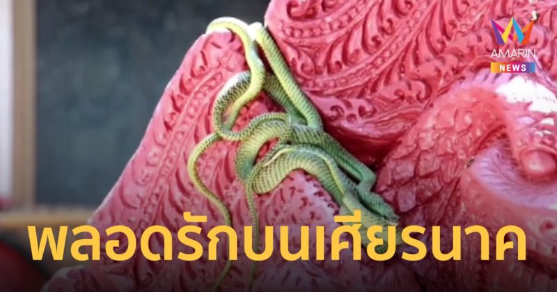 ฮือฮา! งูเขียวพระอินทร์ พลอดรักบนพญานาค 5 เศียร 2 คู่ 2 วันติด