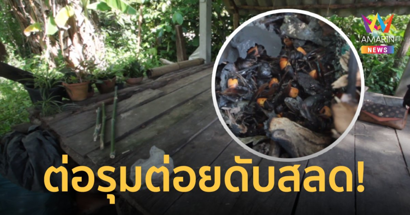 สลด! สาวป่วยโปลิโอ โดนทัพต่อหัวเสือรุมต่อย แพ้พิษรุนแรง เสียชีวิต