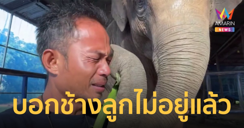 พ่อร่ำไห้ บอก "เจ้าสุพรรษา" ช้างคู่หู "น้องฟิล์ม" ลูกสาวไม่อยู่แล้ว