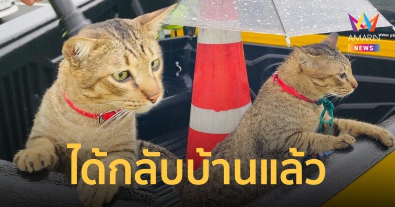 "หมูทะ" ได้กลับบ้าน เจ้าของตามหาที่หาดใหญ่ สุดท้ายมาโผล่ในกรุงเทพฯ