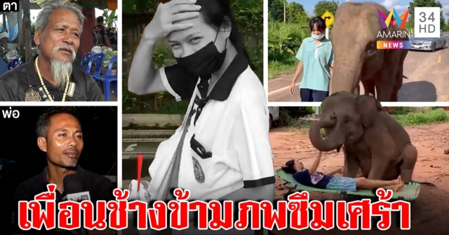 ช้างสุพรรษาซึมหนัก หลังน้องฟิล์มสิ้นเชื่อผูกพันข้ามภพ พ่อโต้ลูกหนีเรียนวิ่งไปตาย (คลิป)
