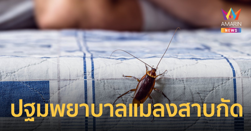 แมลงสาบกัดถึงตายได้ เช็กอาการแพ้ แบบไหนเรียกรุนแรง วิธีปฐมพยาบาล