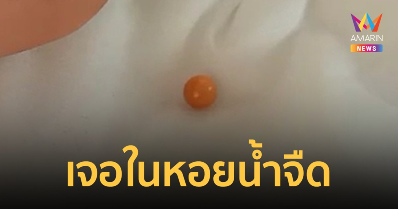 "มุกเมโล" เจอในหอยเชอรี่ หนุ่มบึงกาฬ เฮ! เตรียมรวยเละ