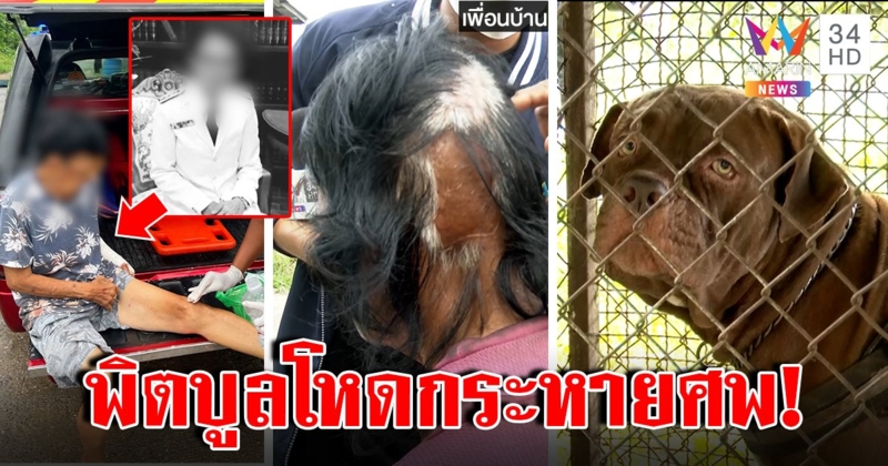 ผัวแค้นอยากยิงพิตบูลนรกฆ่าเมีย โคตรดุเพิ่งขย้ำขา-วันนี้ขย้ำคอ เหยื่อเก่ากะโหลกหาย (คลิป)