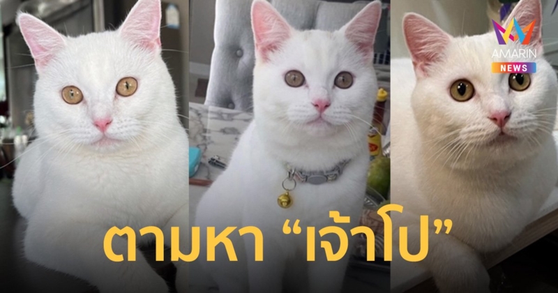 เจ้าของแมวตั้งรางวัล 5 หมี่นบาท ตามหา "เจ้าโป" แมวสก็อตติชสุดรัก