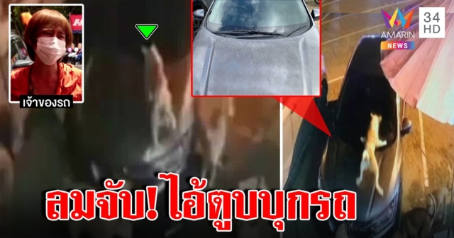 มีอึ้ง! จอดรถข้ามคืนถูกไอ้ตูบตะลุยรอยขีดยับ เปิดกล้องล่ารู้เลยใครยั่วหมาคลั่ง (คลิป)
