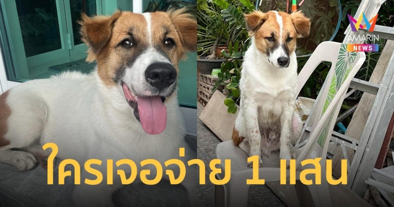 สาวประกาศตามหา "เจ้าดุ๊กดิ๊ก" ใครพบจ่ายทันที 1 แสน! บางคนถึงขั้นลางานออกสอดส่อง