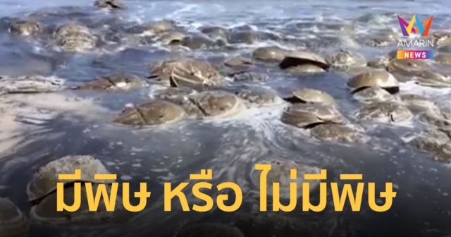 ไขปริศนา แมงดาทะเล สัตว์มีพิษต้นกำเนิดไข่แมงดา อาหารยอดฮิตของคนไทย
