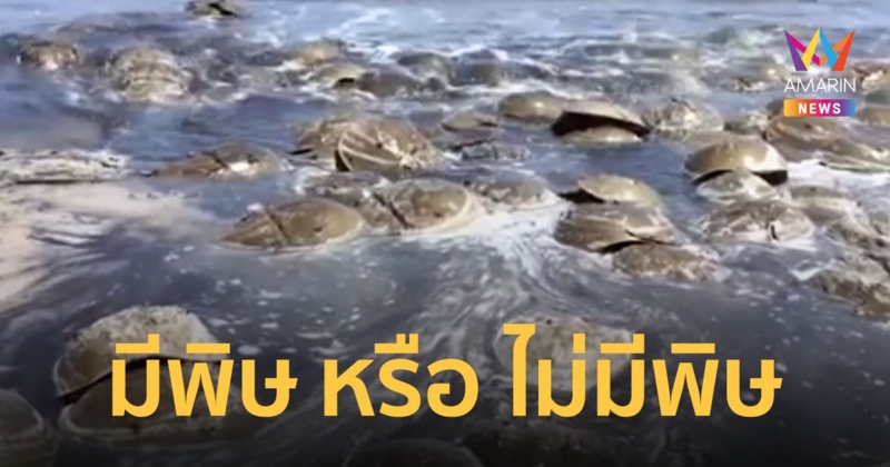 ไขปริศนา แมงดาทะเล สัตว์มีพิษต้นกำเนิดไข่แมงดา อาหารยอดฮิตของคนไทย