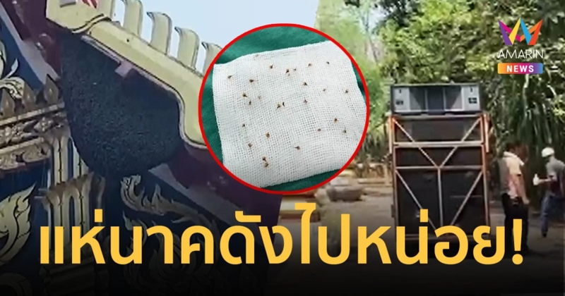 แห่นาคดังไปหน่อย! ฝูงผึ้งหลวงตกใจบินรุมต่อยคนในงานเจ็บระนาว