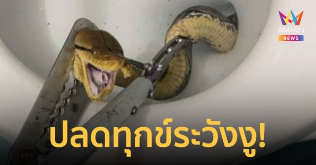 กรี๊ด!!! เจ้าของบ้านผงะ งูหลามยาว 5 เมตร โผล่ชักโครกขณะจะนั่งปลดทุกข์