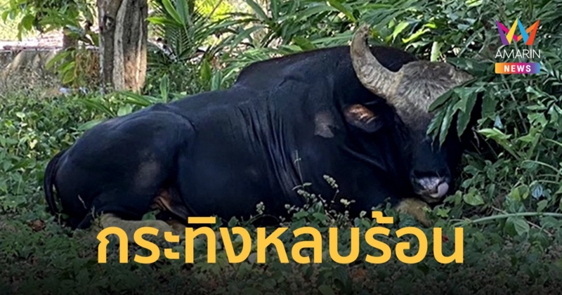 เจ้าทองดี กระทิงป่าขวัญใจ นทท.วังน้ำเขียว ลงเขาหลบร้อนในสวนชาวบ้าน