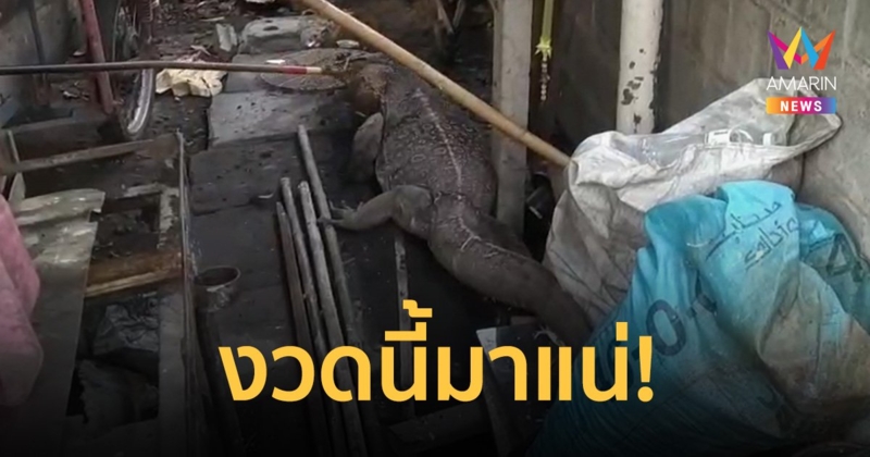 คอหวยส่องบ้านเลขที่ "ตัวเงินตัวทอง" ใหญ่พอๆ จระเข้ เข้าบ้าน