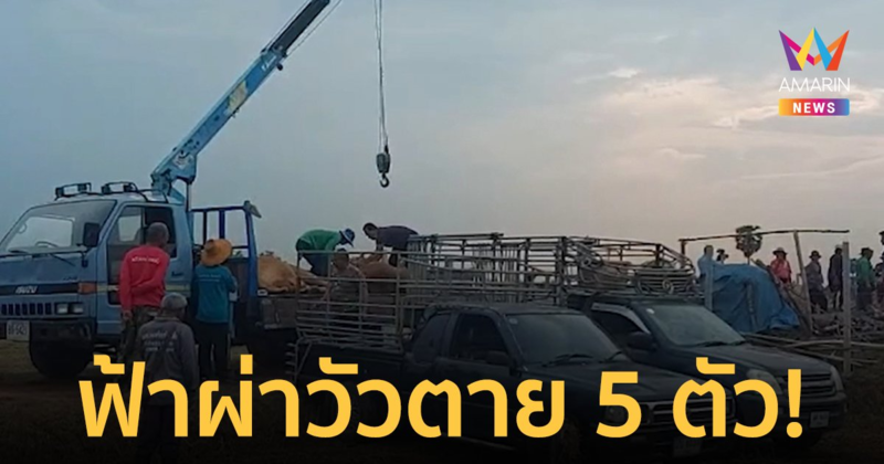 ฟ้าผ่าวัวตาย 5 ตัวรวด เจ้าของโดนคมสายฟ้าเฉียดกระเด็น รอดตายปาฏิหาริย์