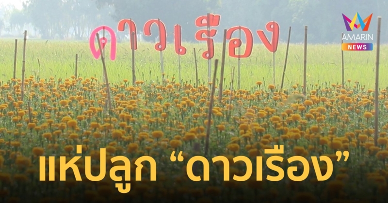เกษตรกรพิจิตร ปลูกดอกดาวเรืองจำหน่าย ช่วงเลือกตั้ง