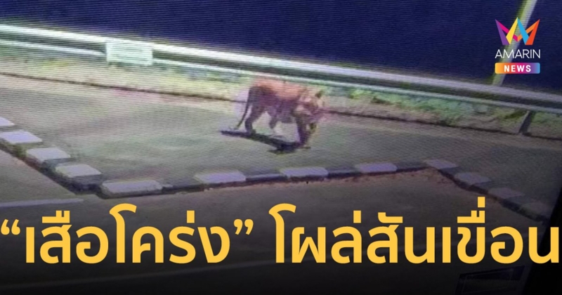 นายกเทศมนตรีเอราวัณ โพสต์เตือน “เสือโคร่ง” โผล่สันเขื่อนศรีนครินทร์