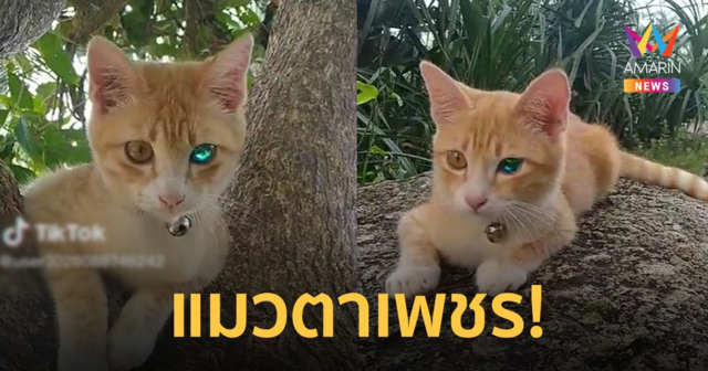 ฮือฮา! 